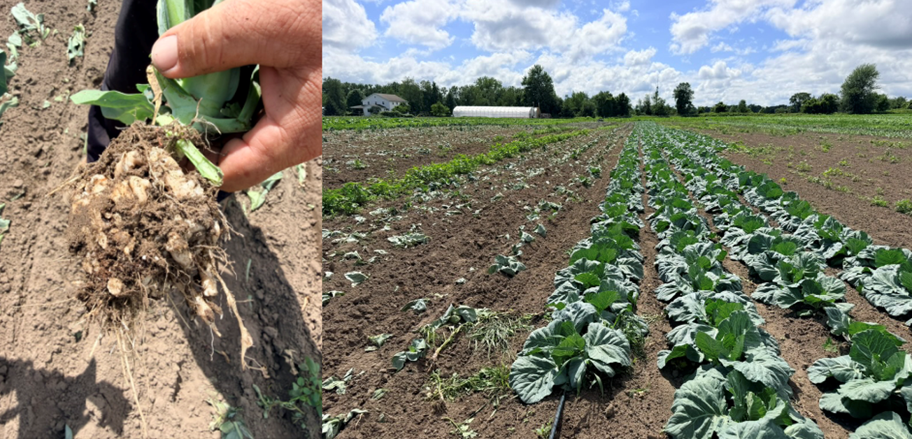 Clubroot symptoms on cabbage roots and a row of cabbage with severe clubroot.